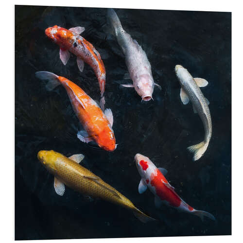 PVC-tavla Colorful koi carp