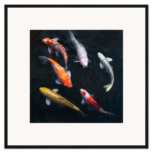 Framed art print Colorful koi carp