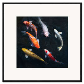 Framed art print Colorful koi carp