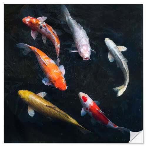 Selvklebende plakat Colorful koi carp