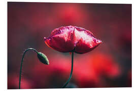 Foam board print Close up of poppy flower in a field of poppies