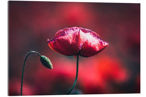 Galleriprint Close up of poppy flower in a field of poppies