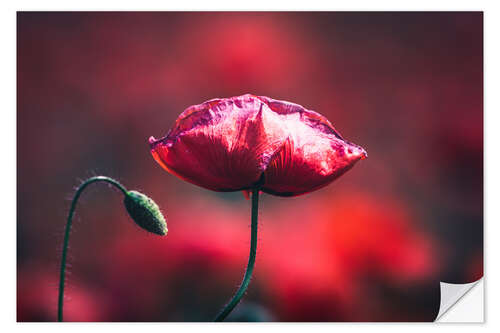 Wall sticker Close up of poppy flower in a field of poppies