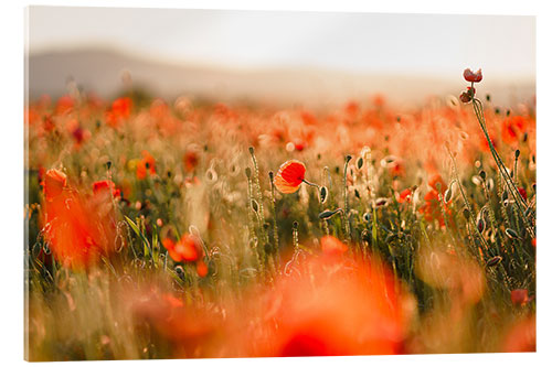 Akryylilasitaulu Field of poppies in the sunset