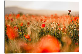 Tableau en plexi-alu Champ de coquelicots au coucher du soleil