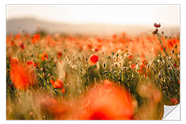 Wall sticker Field of poppies in the sunset