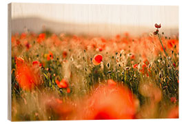 Hout print Field of poppies in the sunset