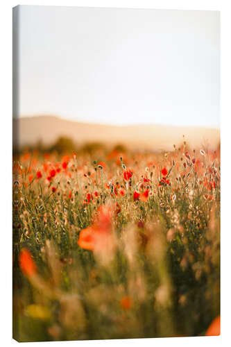 Canvas print Field of poppies in the sunrise