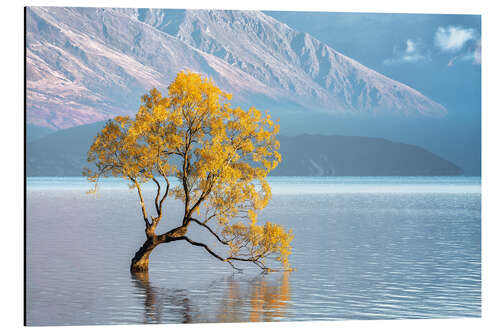 Aluminiumsbilde Wanaka tree in the morning light