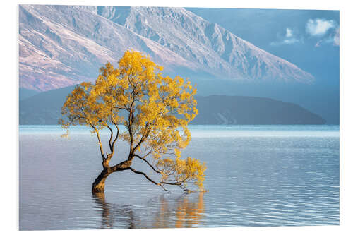 Foam board print Wanaka tree in the morning light