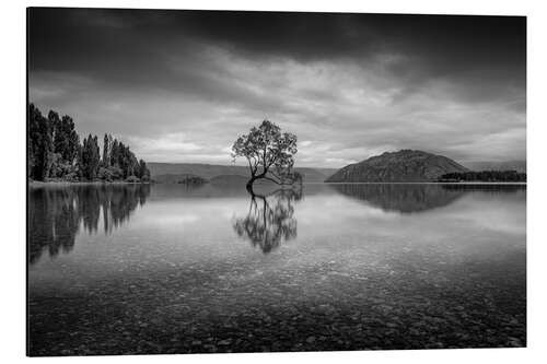 Aluminium print Wanaka Tree