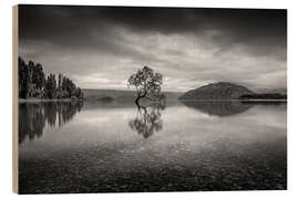 Obraz na drewnie Wanaka Tree