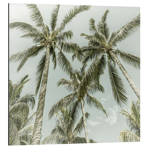 Aluminium print Palm sky