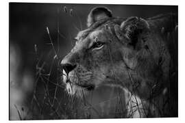 Magnettafel Auf der Pirsch