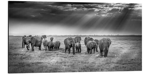 Aluminium print Breakfast with pachyderms