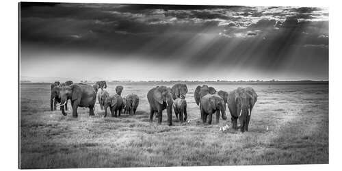 Tableau en plexi-alu Pachydermes aux premières heures