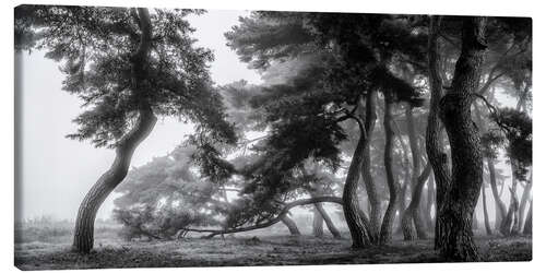 Canvas-taulu Pine trees dancing in the fog