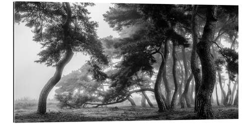 Gallery print Pine trees dancing in the fog