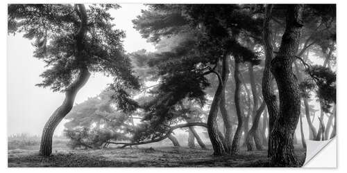 Selvklebende plakat Pine trees dancing in the fog