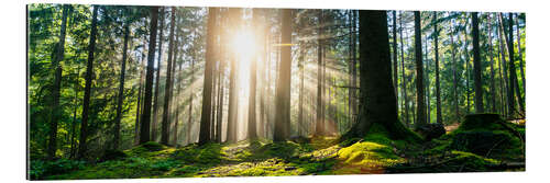 Gallery print Sunlit forest