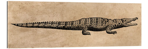 Galleritryck The crocodile