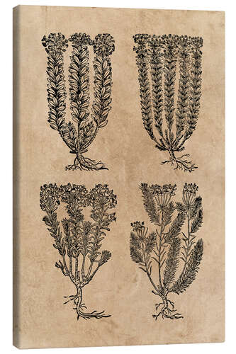 Canvas print Medieval herbs