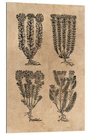 Gallery print Medieval herbs