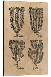 Magnettafel Mittelalterliche Kräuter