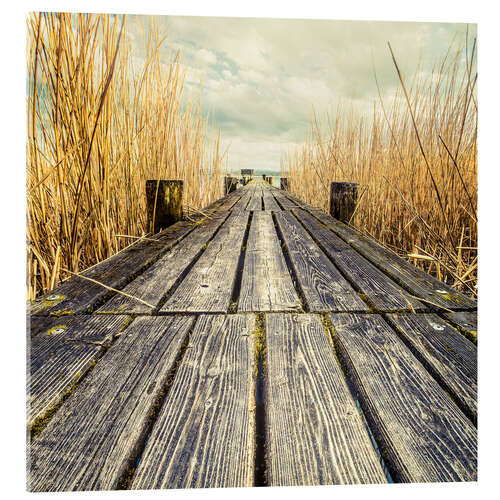 Acrylic print Footbridge in the reeds