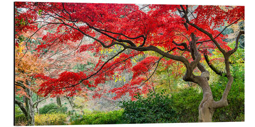 Aluminiumsbilde Japanese maple