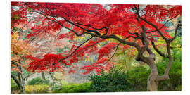 Foam board print Japanese maple