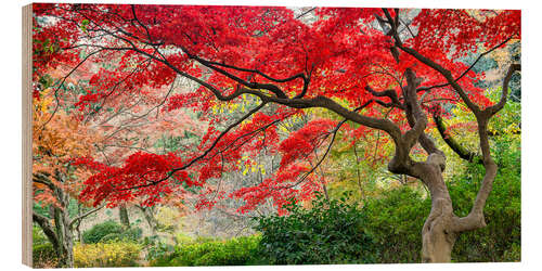 Wood print Japanese maple