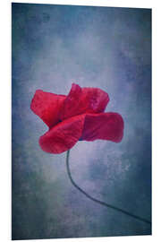 Foam board print Poppy flower