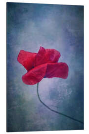 Gallery print Poppy flower