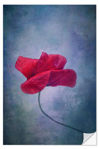 Selvklebende plakat Poppy flower