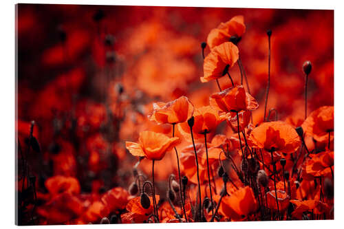 Akrylglastavla Poppies in a red sea