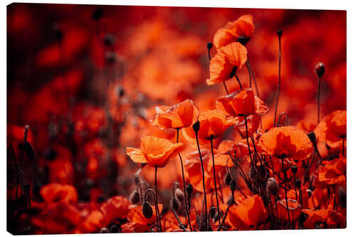 Canvas print Poppies in a red sea