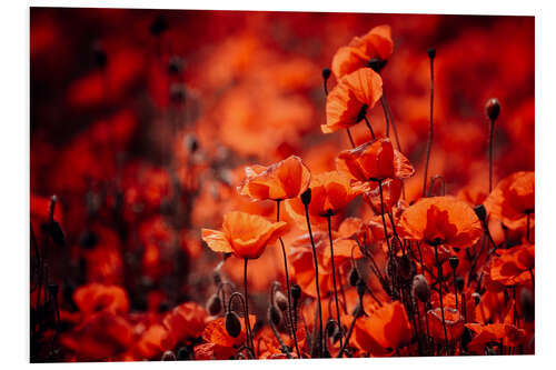 Tableau en PVC Coquelicots dans une mer rouge