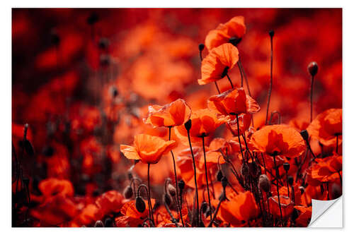 Selvklæbende plakat Poppies in a red sea