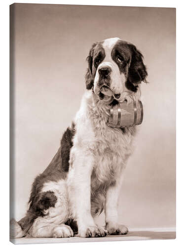 Canvastavla Saint Bernard portrait