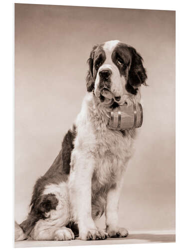 Foam board print Saint Bernard portrait