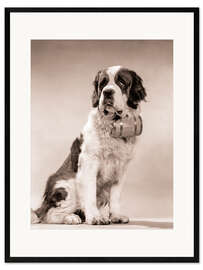 Framed art print Saint Bernard portrait