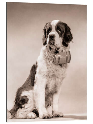 Galleriprint Saint Bernard portrait