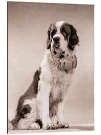 Magnettafel Bernhardiner Porträt