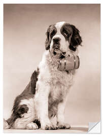 Wall sticker Saint Bernard portrait