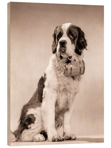 Wood print Saint Bernard portrait