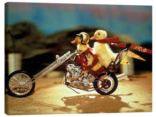 Canvas print Easy-rider ducklings