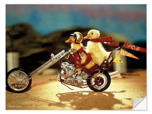 Wall sticker Easy-rider ducklings