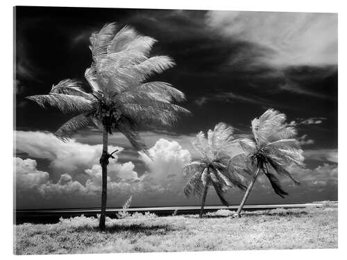 Cuadro de metacrilato Palmeras en la tormenta