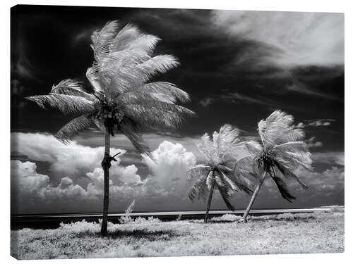 Canvas print Palm trees in the storm